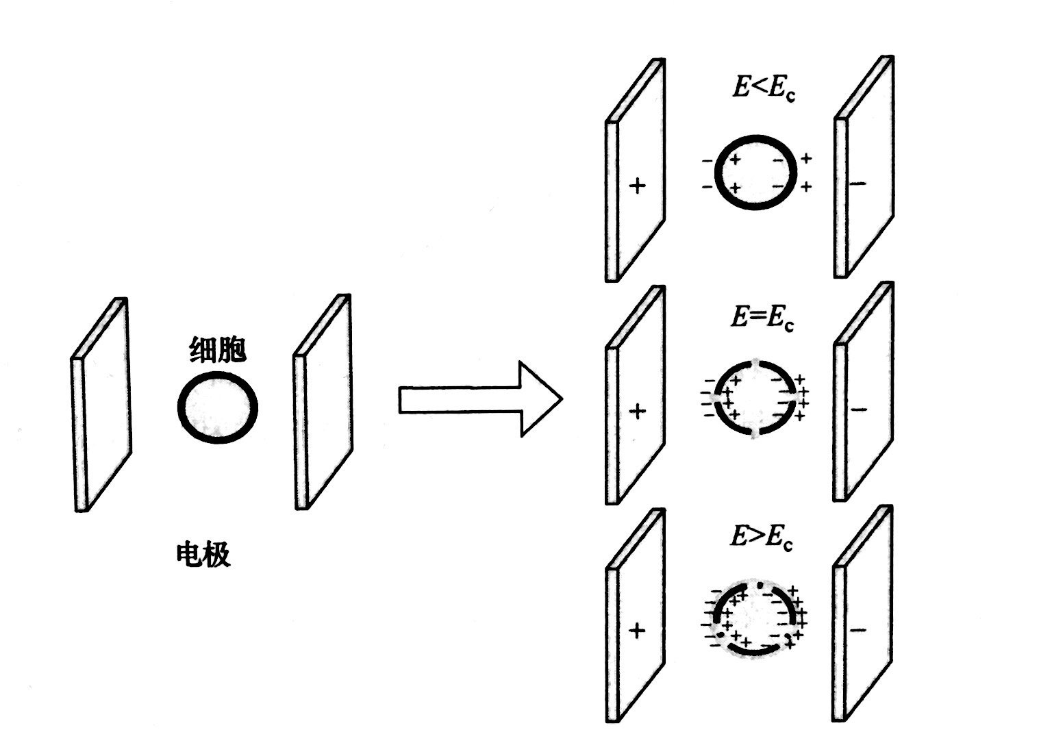 PEF等离子处理的基本原理和典型模型，香蕉视频IOS下载等离子体清洗机介绍