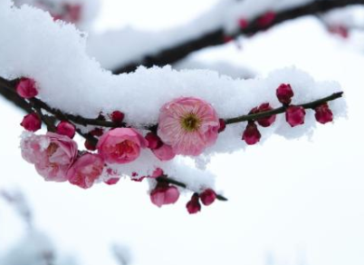 【香蕉视频IOS下载香蕉视频污片机】小寒时节赏梅习俗